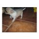 Chihuahua kurzhaariger Schlag Welpen - Rüde