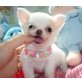 Chihuahua kurzhaariger Schlag Welpen - Rüde