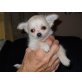 Chihuahua kurzhaariger Schlag Welpen - Rüde