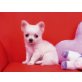 Chihuahua kurzhaariger Schlag Welpen - Rüde