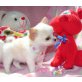 Chihuahua kurzhaariger Schlag Welpen - Rüde