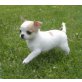 Chihuahua kurzhaariger Schlag Welpen - Rüde