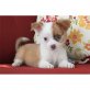 Chihuahua kurzhaariger Schlag Welpen - Rüde