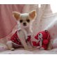Chihuahua kurzhaariger Schlag Welpen - Rüde
