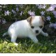 Chihuahua kurzhaariger Schlag Welpen - Rüde