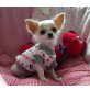 Chihuahua kurzhaariger Schlag Welpen - Rüde