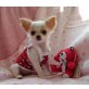 Chihuahua kurzhaariger Schlag Welpen - Rüde