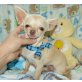Chihuahua kurzhaariger Schlag Welpen - Rüde