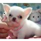 Chihuahua kurzhaariger Schlag Welpen - Rüde