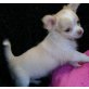 Chihuahua kurzhaariger Schlag Welpen - Rüde