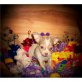 Chihuahua kurzhaariger Schlag Welpen - Rüde
