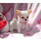 Chihuahua kurzhaariger Schlag Welpen - Rüde