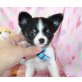 Chihuahua kurzhaariger Schlag Welpen - Rüde
