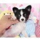 Chihuahua kurzhaariger Schlag Welpen - Rüde
