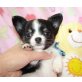 Chihuahua kurzhaariger Schlag Welpen - Rüde
