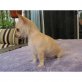 Chihuahua kurzhaariger Schlag Welpen - Rüde