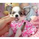 Chihuahua kurzhaariger Schlag Welpen - Rüde
