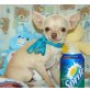 Chihuahua kurzhaariger Schlag Welpen - Rüde