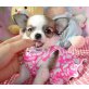 Chihuahua kurzhaariger Schlag Welpen - Rüde