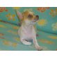 Chihuahua kurzhaariger Schlag Welpen - Rüde