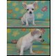 Chihuahua kurzhaariger Schlag Welpen - Rüde