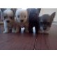 Chihuahua kurzhaariger Schlag Welpen - Rüde