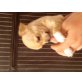 Chihuahua kurzhaariger Schlag Welpen - Rüde