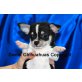 Chihuahua kurzhaariger Schlag Welpen - Rüde