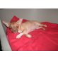 Chihuahua kurzhaariger Schlag Welpen - Rüde