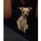 Chihuahua kurzhaariger Schlag Welpen - Rüde