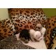 Chihuahua kurzhaariger Schlag Welpen - Rüde
