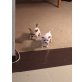 Chihuahua kurzhaariger Schlag Welpen - Rüde