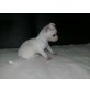 Chihuahua kurzhaariger Schlag Welpen - Rüde