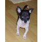 Chihuahua kurzhaariger Schlag Welpen - Rüde