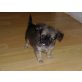 Chihuahua kurzhaariger Schlag Welpen - Rüde