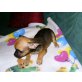 Chihuahua kurzhaariger Schlag Welpen - Rüde