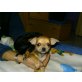 Chihuahua kurzhaariger Schlag Welpen - Rüde