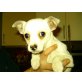 Chihuahua kurzhaariger Schlag Welpen - Rüde