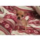 Chihuahua kurzhaariger Schlag Welpen - Rüde