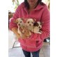 Chihuahua kurzhaariger Schlag Welpen - Rüde