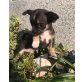 Chihuahua kurzhaariger Schlag Welpen - Rüde