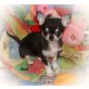 Chihuahua kurzhaariger Schlag Welpen - Rüde