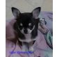 Chihuahua kurzhaariger Schlag Welpen - Rüde