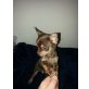 Chihuahua kurzhaariger Schlag Welpen - Rüde
