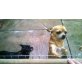 Chihuahua kurzhaariger Schlag Welpen - Rüde