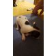 Chihuahua kurzhaariger Schlag Welpen - Rüde