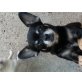 Chihuahua kurzhaariger Schlag Welpen - Rüde
