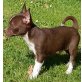Chihuahua kurzhaariger Schlag Welpen - Rüde