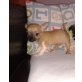 Chihuahua kurzhaariger Schlag Welpen - Rüde