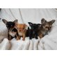 Chihuahua kurzhaariger Schlag Welpen - Rüde